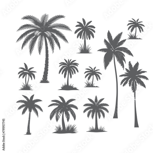 vector set of tropical palm and tree silhouettes. EPS ,Set tropical palm trees with leaves, mature and young plants, black silhouettes isolated on white background. Vector