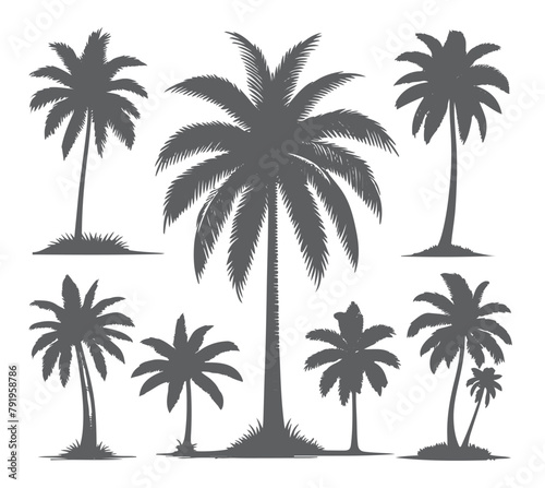 vector set of tropical palm and tree silhouettes. EPS ,Set tropical palm trees with leaves, mature and young plants, black silhouettes isolated on white background. Vector