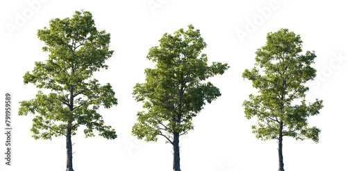Cotinus obovatus frontal set trees (American Smoketree, Chittamwood Smokebush, Smoke Tree, Texas Smoke Tree, Wild Smoke Tree) isolated png on a transparent background perfectly cutout  photo