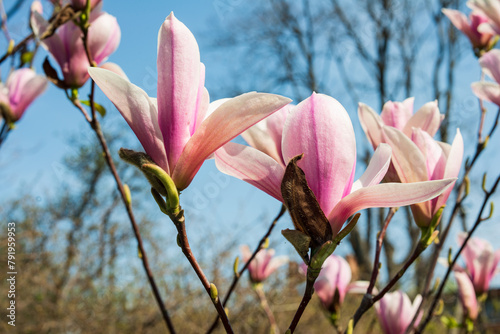 blooming beautiful magnolia flower in the botanical garden