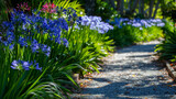 a row of Agapanthus plants lining a garden pathway, their tall, slender stalks and vibrant blooms adding a splash of color and elegance to the landscape, creating a charming and inviting atmosphere.