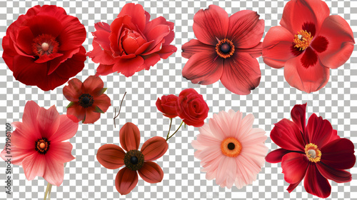 collection of various flowers on empty background