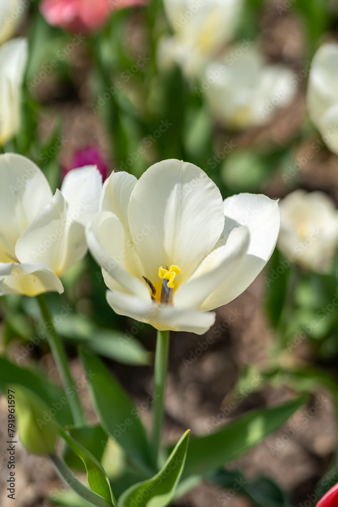 white and yellow flowers white and yellow flowers