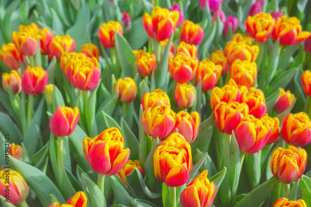 Close up photo of tulips, selective focus. Close up photo of tulips, selective focus.