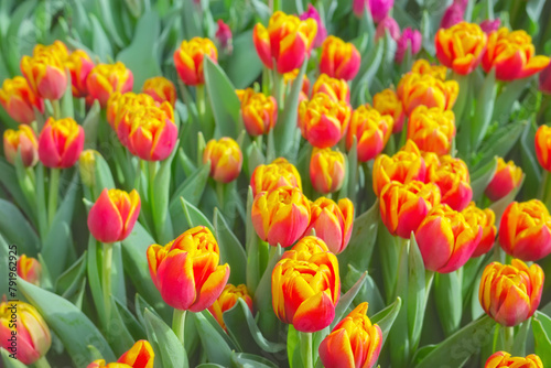 Close up photo of tulips, selective focus.