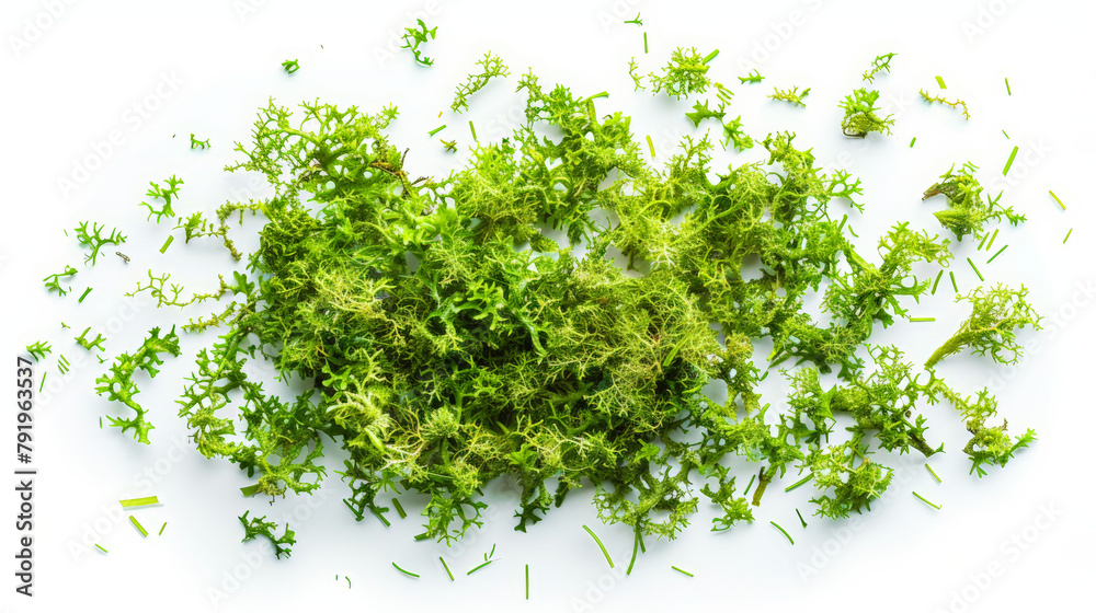 Fototapeta premium green moss isolated on white