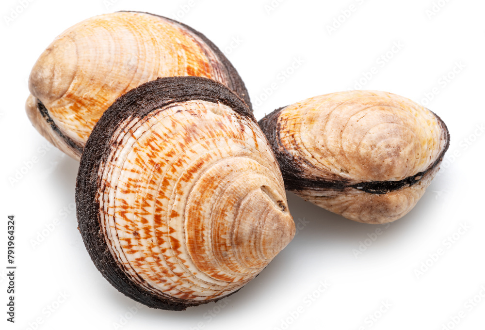 Edible raw clams isolated on white background. Delicacy food. Edible raw clams isolated on white background. Delicacy food.