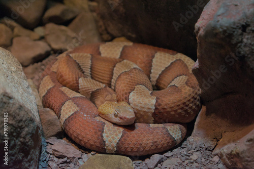 Venomous copperhead snake coiled between rocks