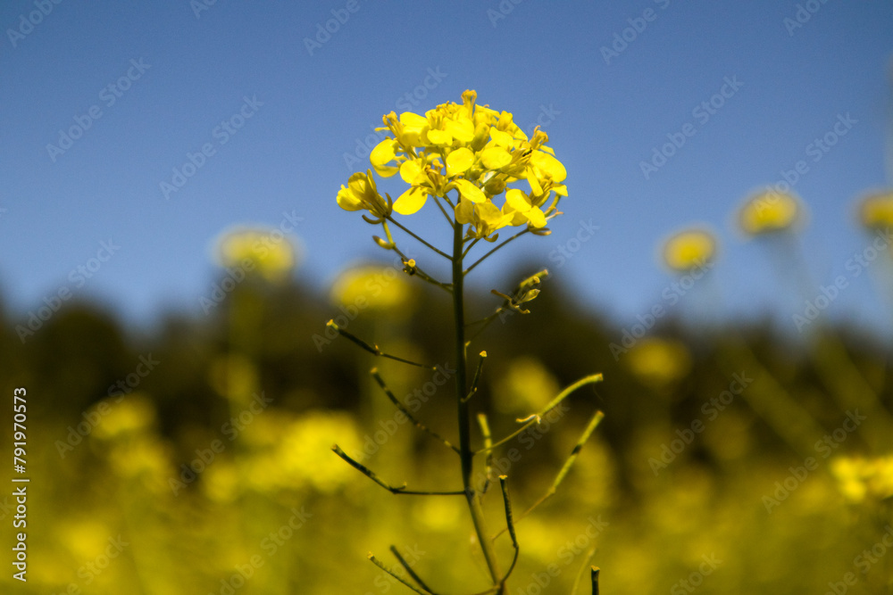 Obraz premium Yellow mustard flowers against clear blue sky in spring day. Perennial herbaceous plant with bright yellow flowers, grassland herbs swaying in a wind.