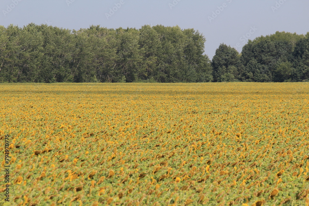 field of yellow flowers field of yellow flowers