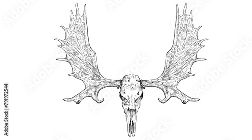 Moose skull vector illustration