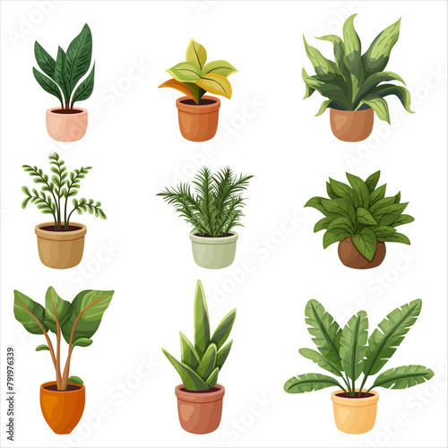 A set of potted indoor plants. Vector illustration on a transparent background