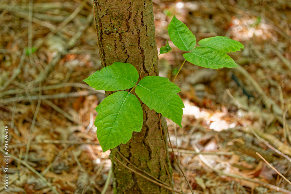 Obraz premium Poison ivy vine closeup view