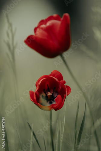 Two red tulips in the grass with the blurred background, abstract 