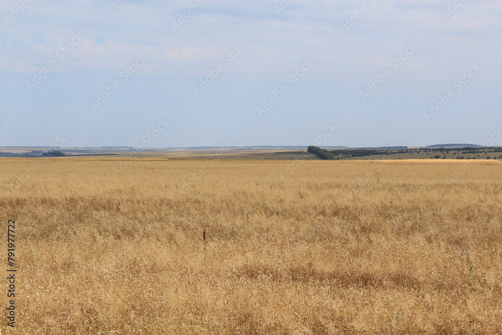 Fototapeta premium wheat field in summer