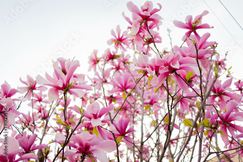 magnolia tree blossom in springtime. tender pink flowers bathing in sunlight. warm april weather  © Kristina