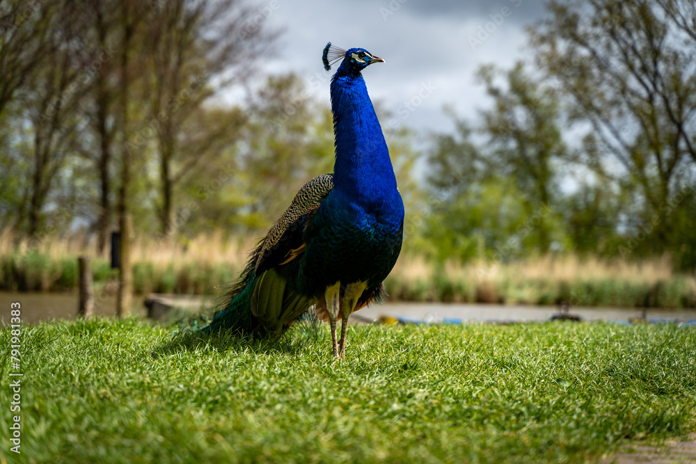 Obraz premium blue peacock walking in the grass by the water's edge