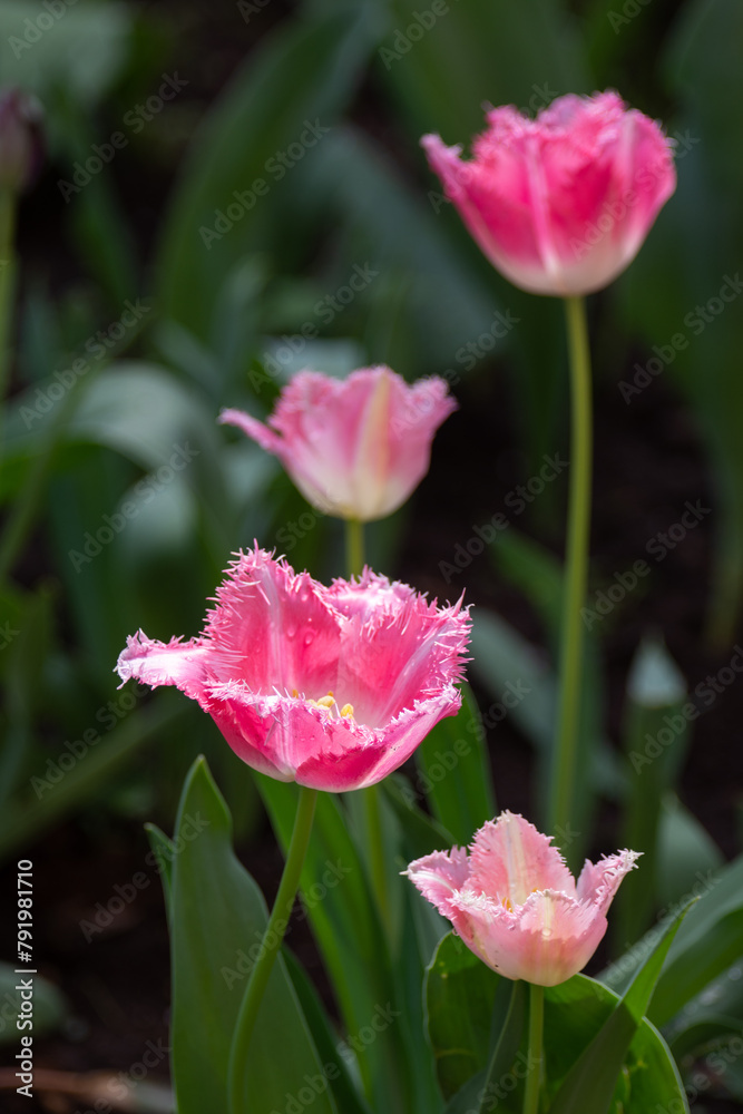Fototapeta premium Beautiful blooming tulip. Close up. Garden decoration. Vertical shot.