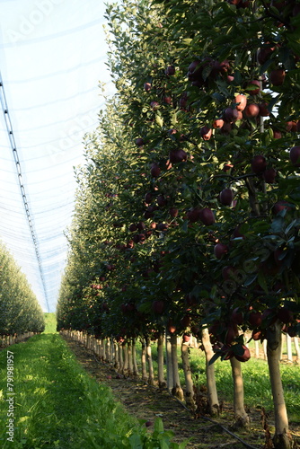  Apple orchard under anti hail nets, early autumn orchard with red ripening apples Jeronime variety. photo