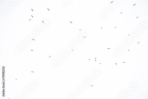 seagulls swarming in the sky © Rauno