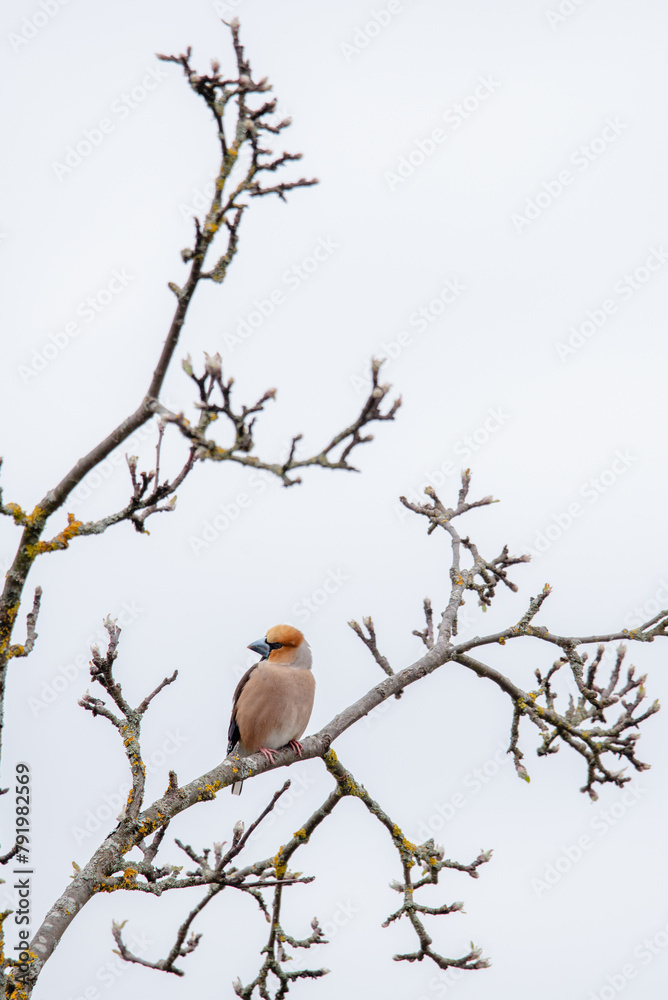 The hawfinch (Coccothraustes coccothraustes) The hawfinch (Coccothraustes coccothraustes)