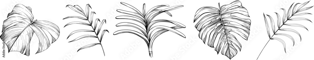 Obraz premium Leaves isolated on white collection. Tropical leaves set. Hand drawn illustrations set.