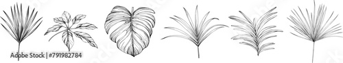 Leaves isolated on white collection. Tropical leaves set. Hand drawn illustrations set.