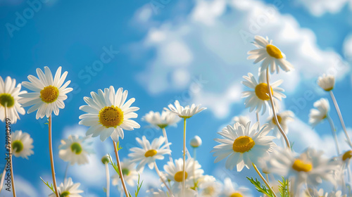White daisies on blue sky background