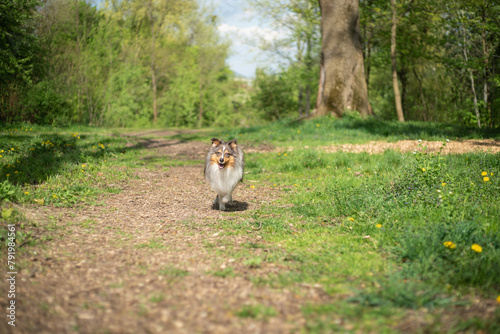 Cute fluffy gray tricolor dog shetland sheepdog. Happy sheltie in park