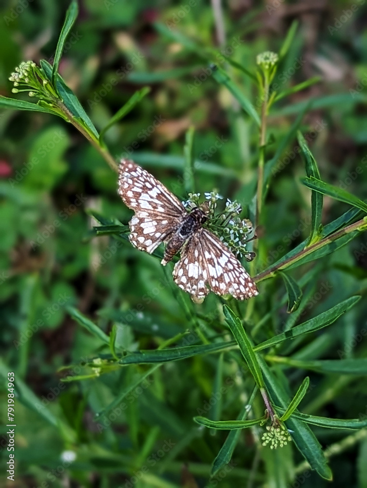 Fototapeta premium butterfly on grass