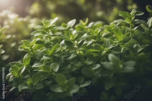  oregano herbs closeup isolated spice green white leaf studio macro twig object plant seasoning herb ingredient nature food 