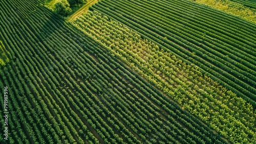 An aerial image of a large, lush, green farm.