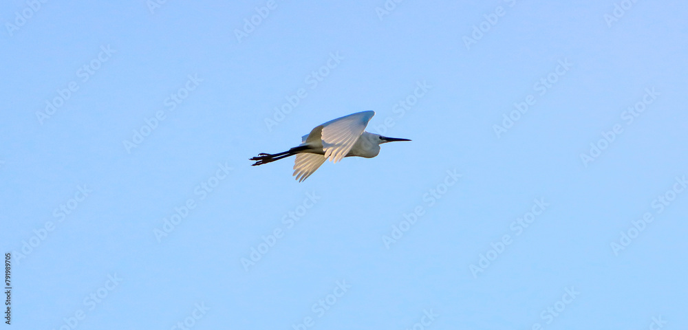 A beautiful animal portrait of a Little Egret in flight