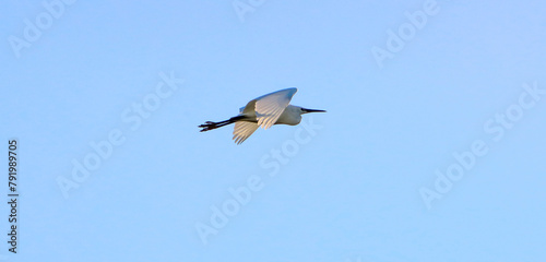 A beautiful animal portrait of a Little Egret in flight