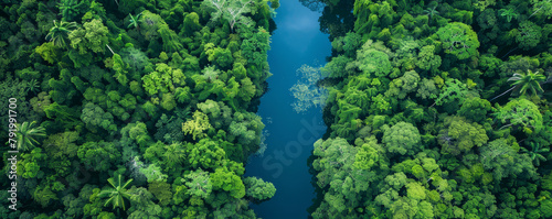 An aerial view of a lush green rainforest with a river running through it.