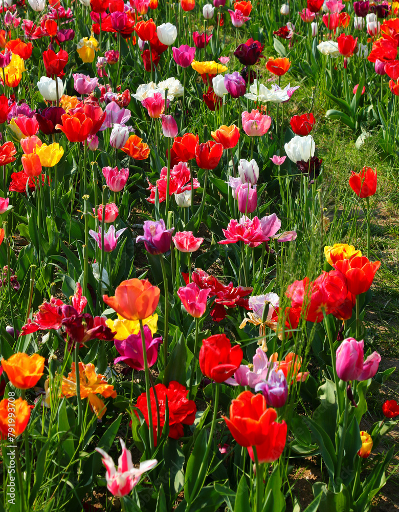 Obraz premium background of tulip flowers of various colors blooming in the spring symbol of the Netherlands