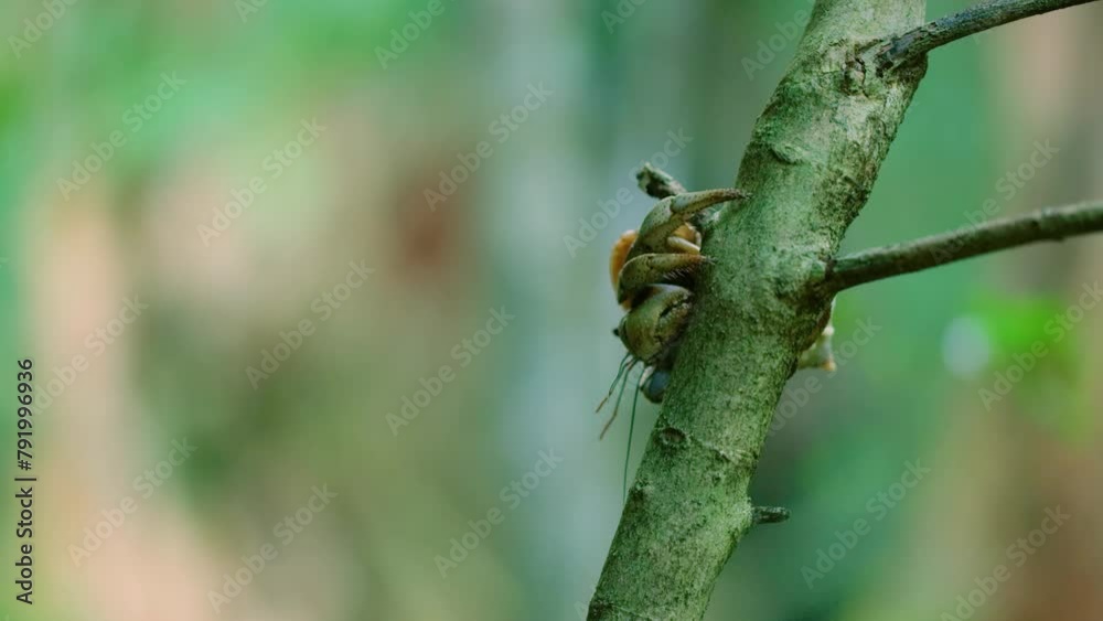 Close up of a hermit crab (Diogenes pugilator) in Madagascar island Close up of a hermit crab (Diogenes pugilator) in Madagascar island