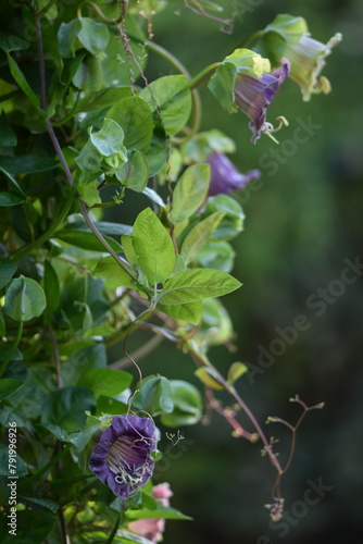 Cobaea flowers and leaves closeup on bokeh green background, floral background with copy space. photo