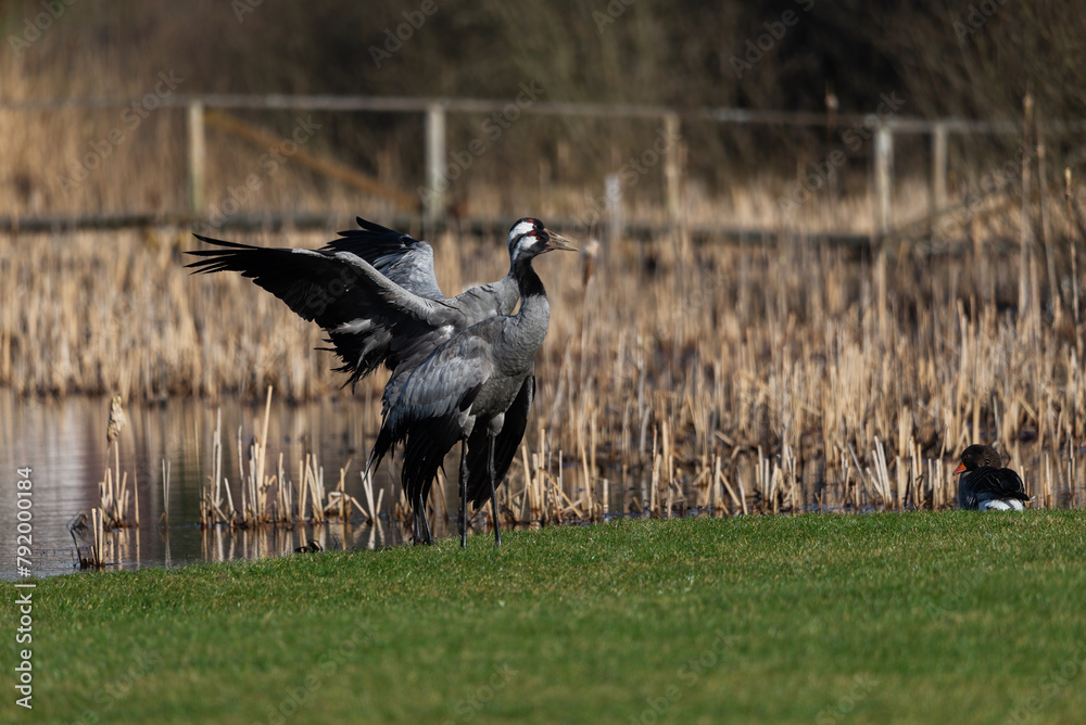Fototapeta premium Common crane birds(Grus grus), flapping wings