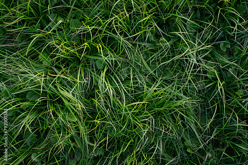 grass texture pattern background