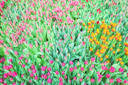 Field of tulips, natural colorful background. © MaciejBledowski
