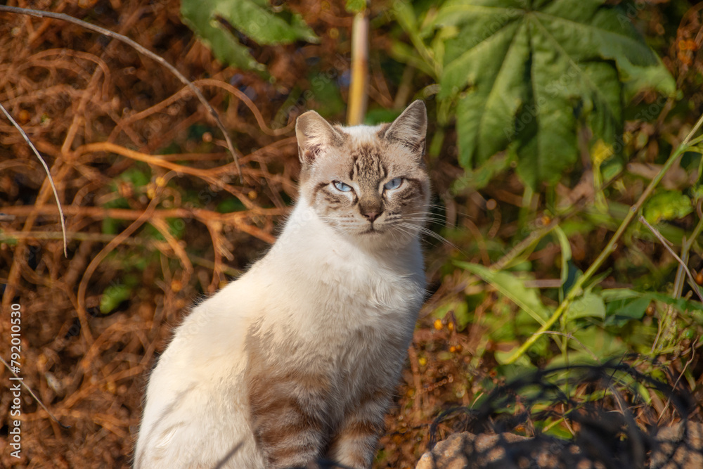 Miradas de gatos callejeros o ferales de diferentes colores Miradas de gatos callejeros o ferales de diferentes colores