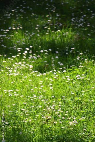 Daisies growing in the meadow, illuminated by sunshine. Selective focus. 