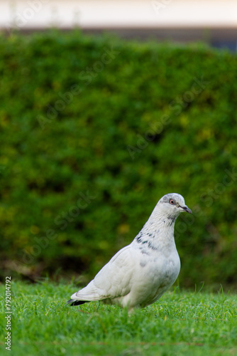 Close-up white pigeon on green grass in Dubai, UAE