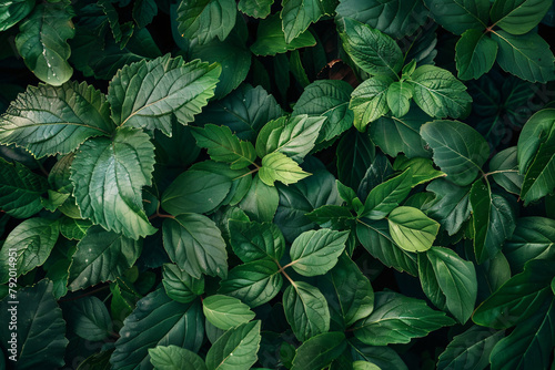 plant texture pattern background © Daniel