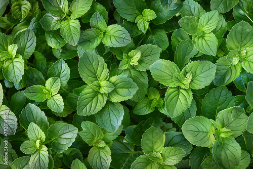 plant texture pattern background