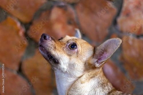 Portrait of a cute chihuahua dog on a brick background