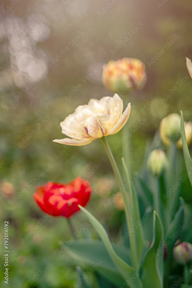 Naklejka premium Tulipany, kwiaty wiosenne, tapeta, wzór kwiatowy