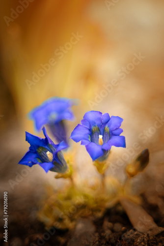 Niebieski kwiat, rozmyte tło., sezon wiosenny, kwiatowy wzór