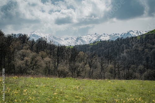 meadow in the mountains in summer